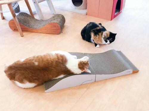 寝そべってうっとりしている猫もいた 猫用爪とぎおすすめ イメージ