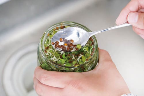 1日2回の水やりでモリモリ倍増！約9日で食べられるまでに成長 イメージ4