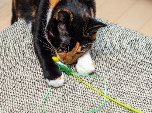 ▼テスト結果 猫用おもちゃおすすめ イメージ