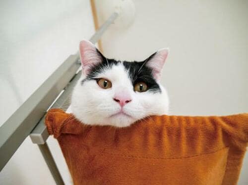 耐久性が抜群！ ボンビアルコンのキャットウォーク イメージ2