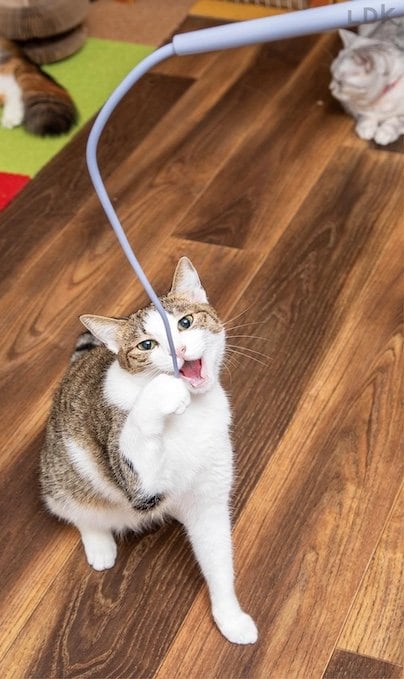 しなやかでスピーディーに動かせる 猫じゃらしおすすめ イメージ