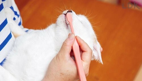 選び方2：磨きやすさ 猫用歯ブラシおすすめ イメージ