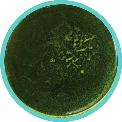 青汁おすすめ ユーワ 乳酸菌+酵素 国産大麦若葉 青汁 30包 イメージ2