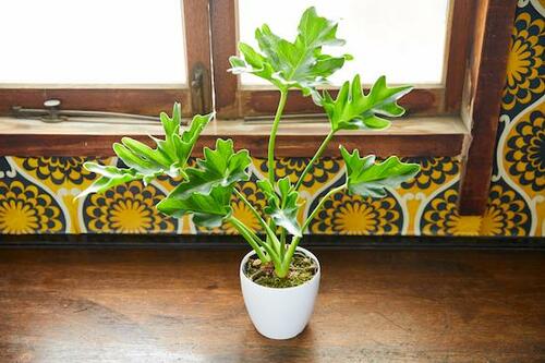卓上・小さめサイズ 観葉植物おすすめ イメージ