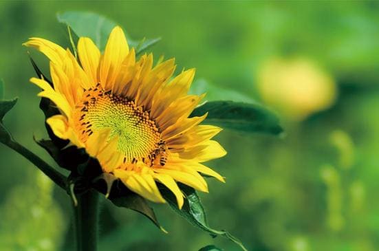花の写真を撮る方法 5
