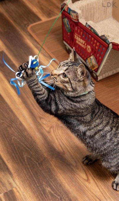 パンチしたり噛んだりしやすい 猫じゃらしおすすめ イメージ