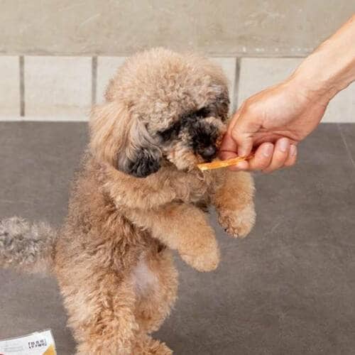 小型犬から大型犬まで夢中 犬用おやつおすすめ イメージ