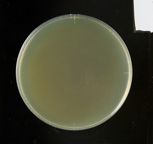 【A評価】あらゆる菌を除去! シャボン玉台所用せっけん イメージ