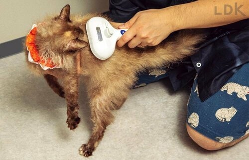使い勝手をチェック 猫用ミストブラシおすすめ イメージ