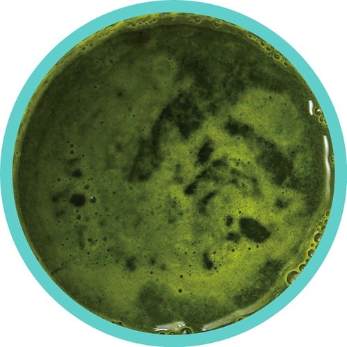 青汁おすすめ 井藤漢方製薬 メタプロ青汁 イメージ2