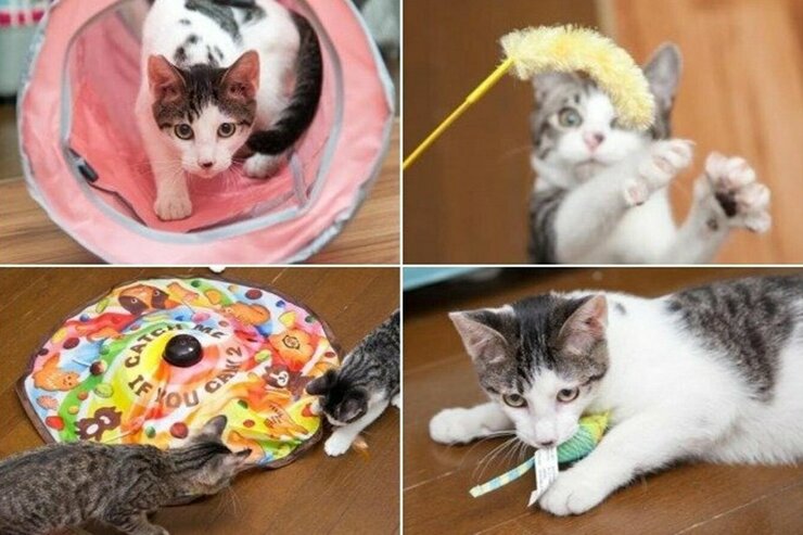子猫が大喜び！人気の猫用おもちゃおすすめ10選｜猫専門の獣医師が安全性も徹底検証