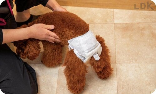 2：使い勝手 犬用おむつおすすめ イメージ2