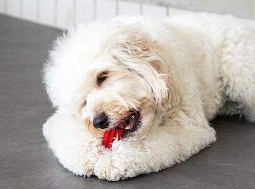 安心して遊ばせられる 犬用おもちゃおすすめ イメージ