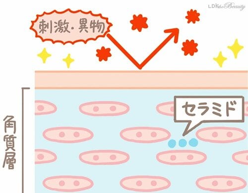 セラミドとは? セラミド化粧水おすすめ イメージ