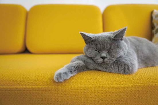 愛猫もよろこぶ Amazonで買える ネコの衛生用品 2選 ネットの評判グッズを猫とプロがテスト 360life サンロクマル