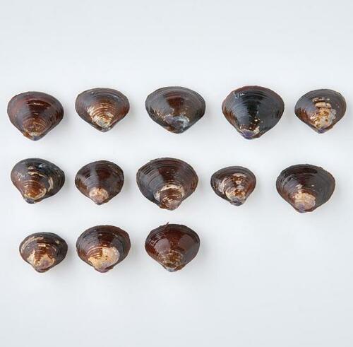 ひかり味噌「カップみそ汁 まろやかな旨みと香りしじみ」|2種類の味噌がまろやかな味わい イメージ4