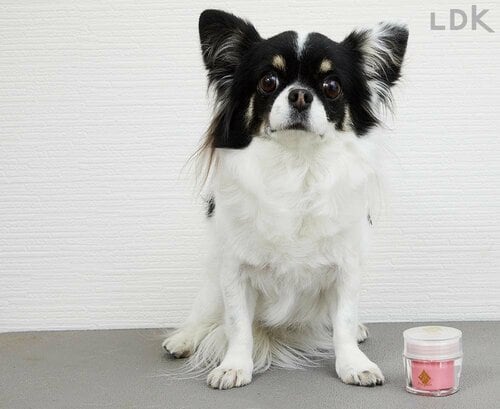 ハリと潤いのあるぷにぷに肉球をキープしてくれる！ 犬用肉球クリームおすすめ イメージ4