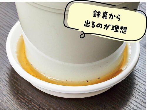 2:鉢裏からしたたるくらいたっぷり水やりを ガーデニング用じょうろおすすめ イメージ