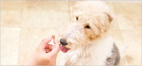 犬好みの強い匂いが集中力をアップさせる 犬用おやつおすすめ イメージ