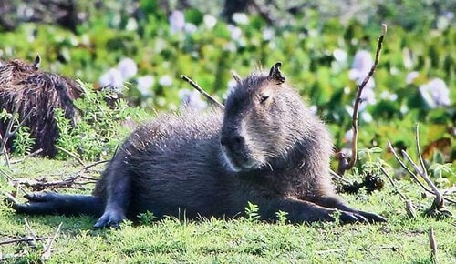 【地デジ】違和感がない自然な補正 miniLEDテレビおすすめ イメージ
