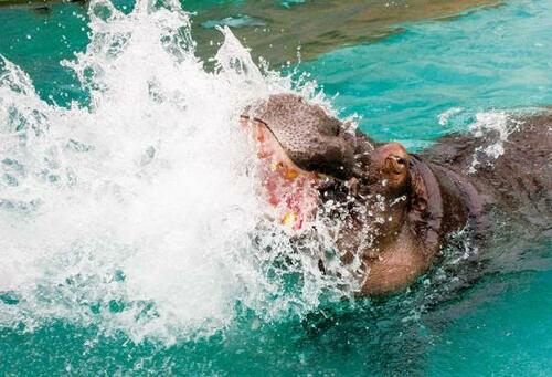 今もなお進化中!「福岡市動植物園」