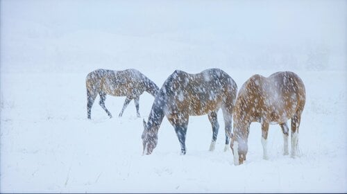 10万円台の製品 miniLEDテレビおすすめ イメージ