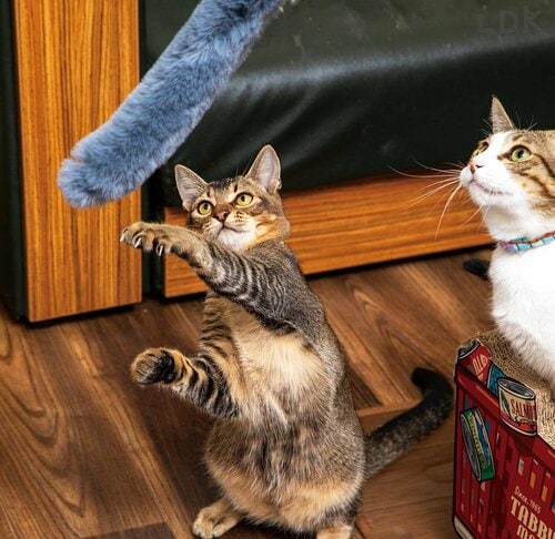細かい動きができずネコが興奮しない 猫じゃらしおすすめ イメージ