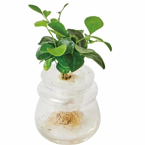 3COINS「水耕栽培 観葉植物」