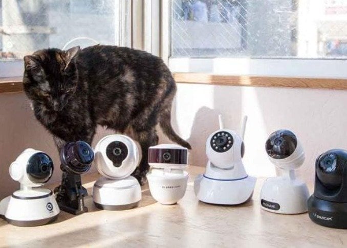 手頃なネコ見守りカメラなら「Vstarcam」 画質クッキリで話しかけもできます｜ネコDKが検証 