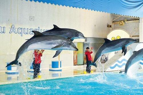 迫力あるショーが魅力的「おたる水族館」