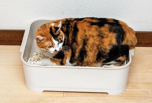 小さいからケージの中に入れられる 猫用トイレおすすめ イメージ