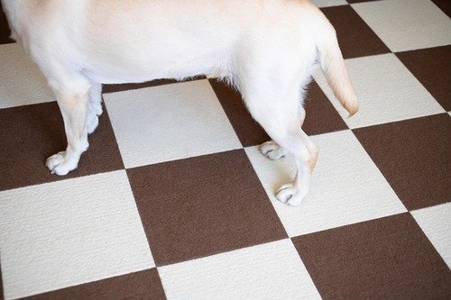 犬用フローリングマット、どうしてる? 必要な理由 犬用フローリングマットおすすめ イメージ