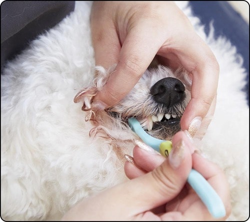 ヘッドのサイズが絶妙でとにかくみがきやすい! 犬用歯ブラシおすすめ イメージ