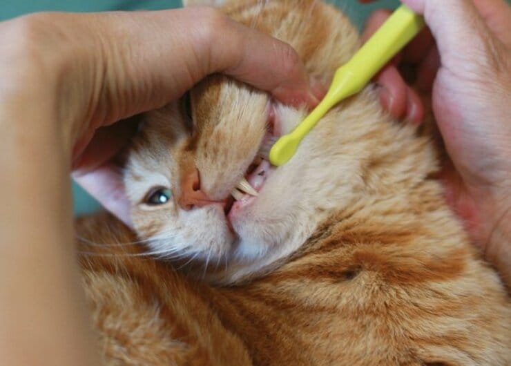 「ネコの健康相談所」知っておきたい元気の疑問11