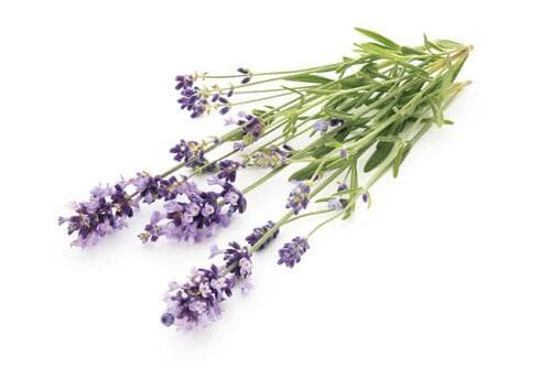 リラックスすれば脳の“寝る準備”が整う イメージ