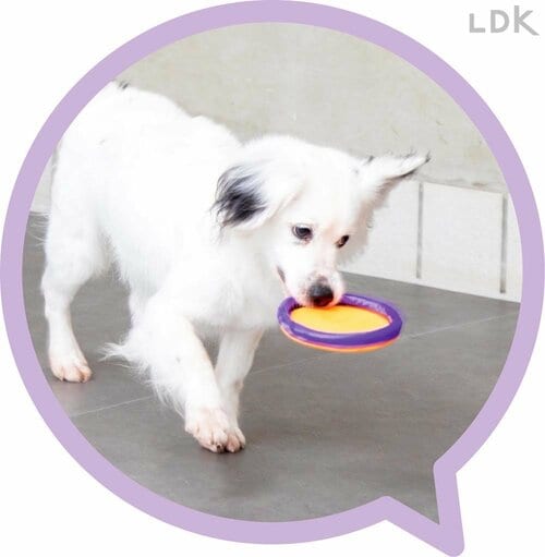 平たくてくわえにくい 犬用おもちゃおすすめ イメージ