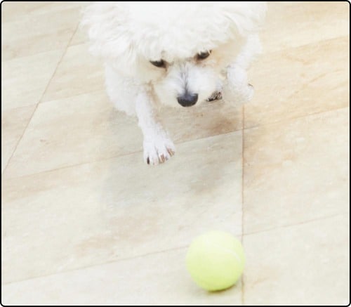 獲物を見つけたかのように飛びかかっていく犬も！ 犬用おもちゃおすすめ イメージ