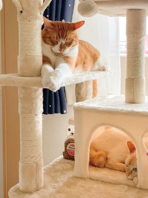 猫の遊び場として大人気！ FEANDREA「キャットタワー」 イメージ