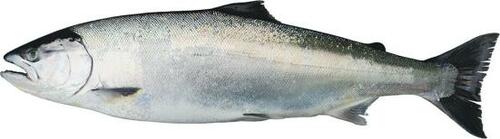 天然の渓流から管理釣り場までこんな魚が釣れる！ イメージ5