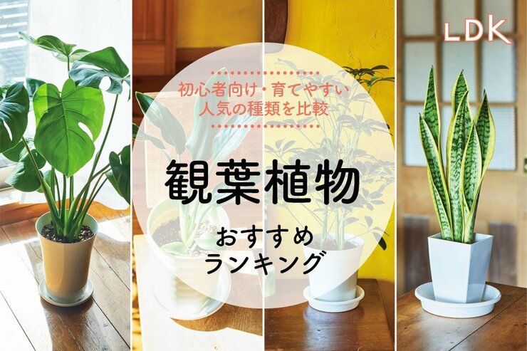 観葉植物のおすすめランキング。LDKが初心者でも育てやすい種類を紹介