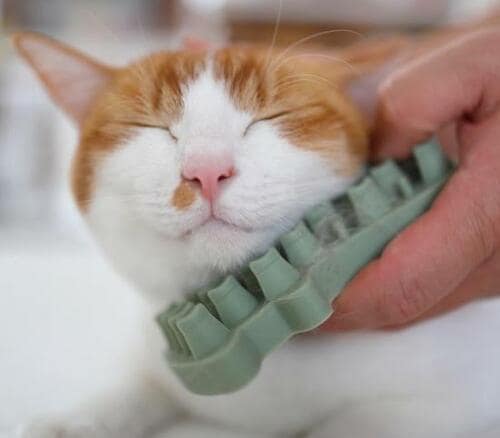 猫がうっとりする猫用ブラシって? イメージ