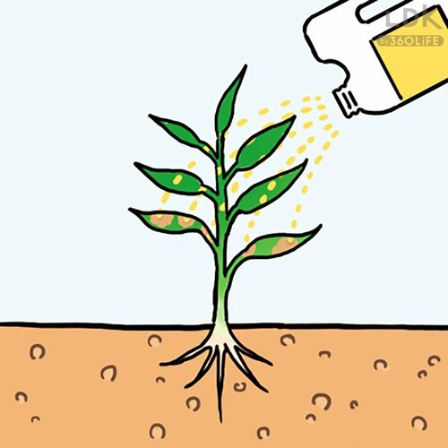 酢でできた除草剤はどうやって植物を枯らす? 除草剤おすすめ イメージ