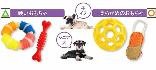 選び方2:子イヌやシニア犬には柔らかめの製品がおすすめ 犬用おもちゃおすすめ イメージ