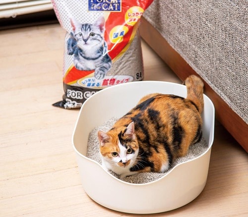 がっちり固まるから処理しやすい 猫砂おすすめ イメージ