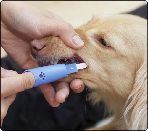 ヘッドを口の奥まで入れるのが難しい 犬用歯ブラシおすすめ イメージ