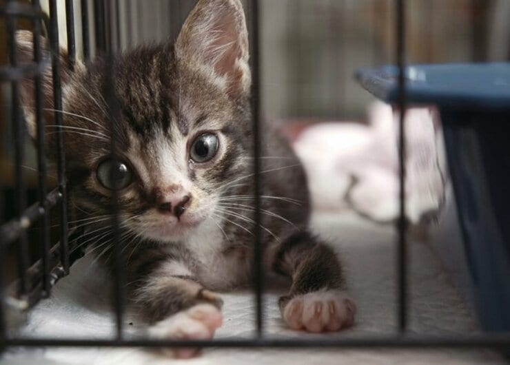 完全ネコ目線の部屋づくり、知っておきたい5つのコト