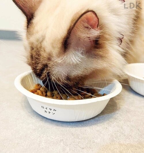 おいしさ 猫用ドライフードおすすめ イメージ2