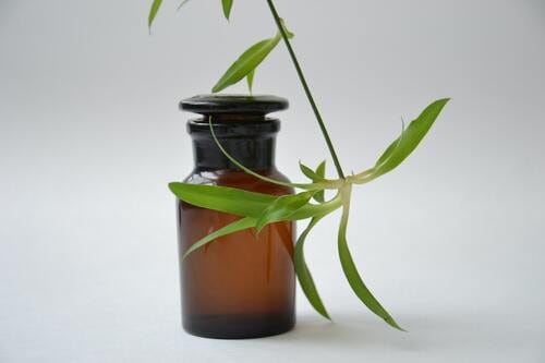 植物と遮光ビン