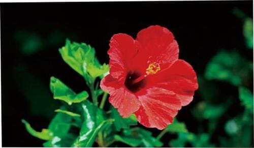 IPSの4K映像はやっぱりキレイ！ イメージ