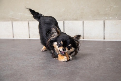犬の歯磨きガムとは？ 与えるメリット 犬用歯磨きガムおすすめ イメージ